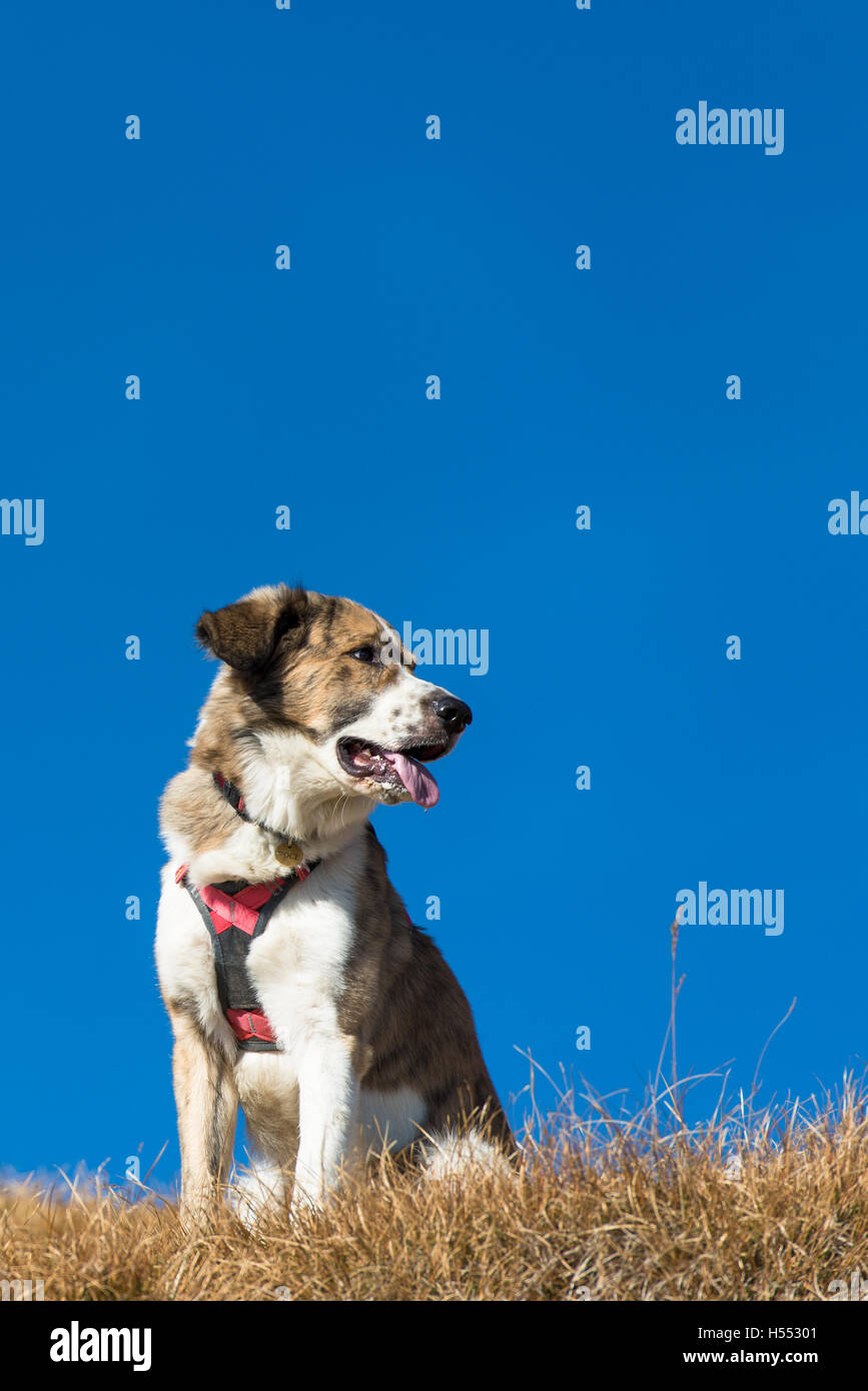 Dog harness hi-res stock photography and images - Alamy