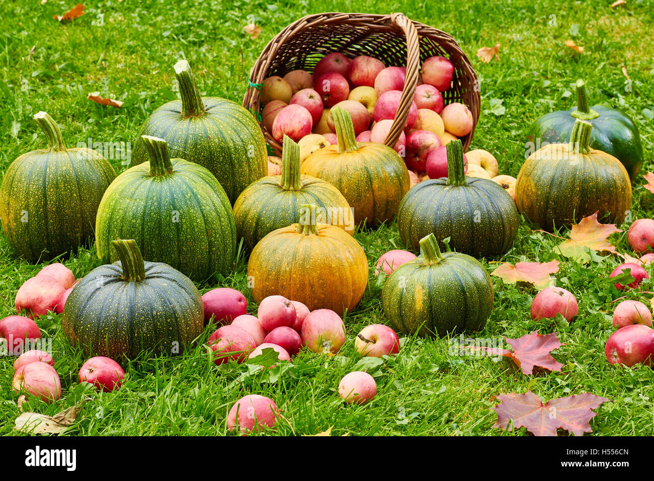 Freshly harvested pumpkins and apples in autumn garden Stock Photo