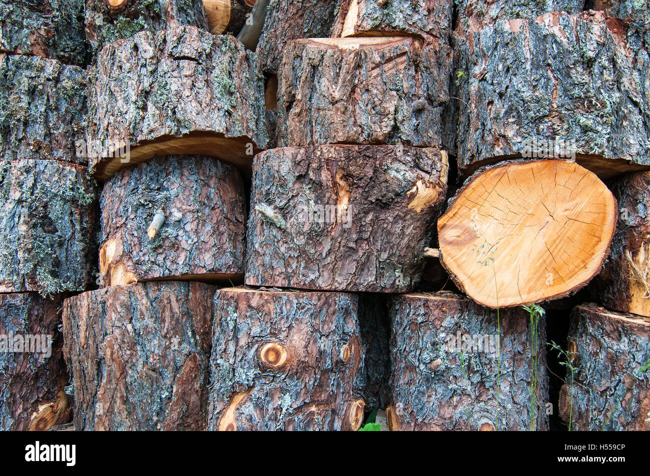 Of cut tree trunks stacked one on Stock Photo Alamy
