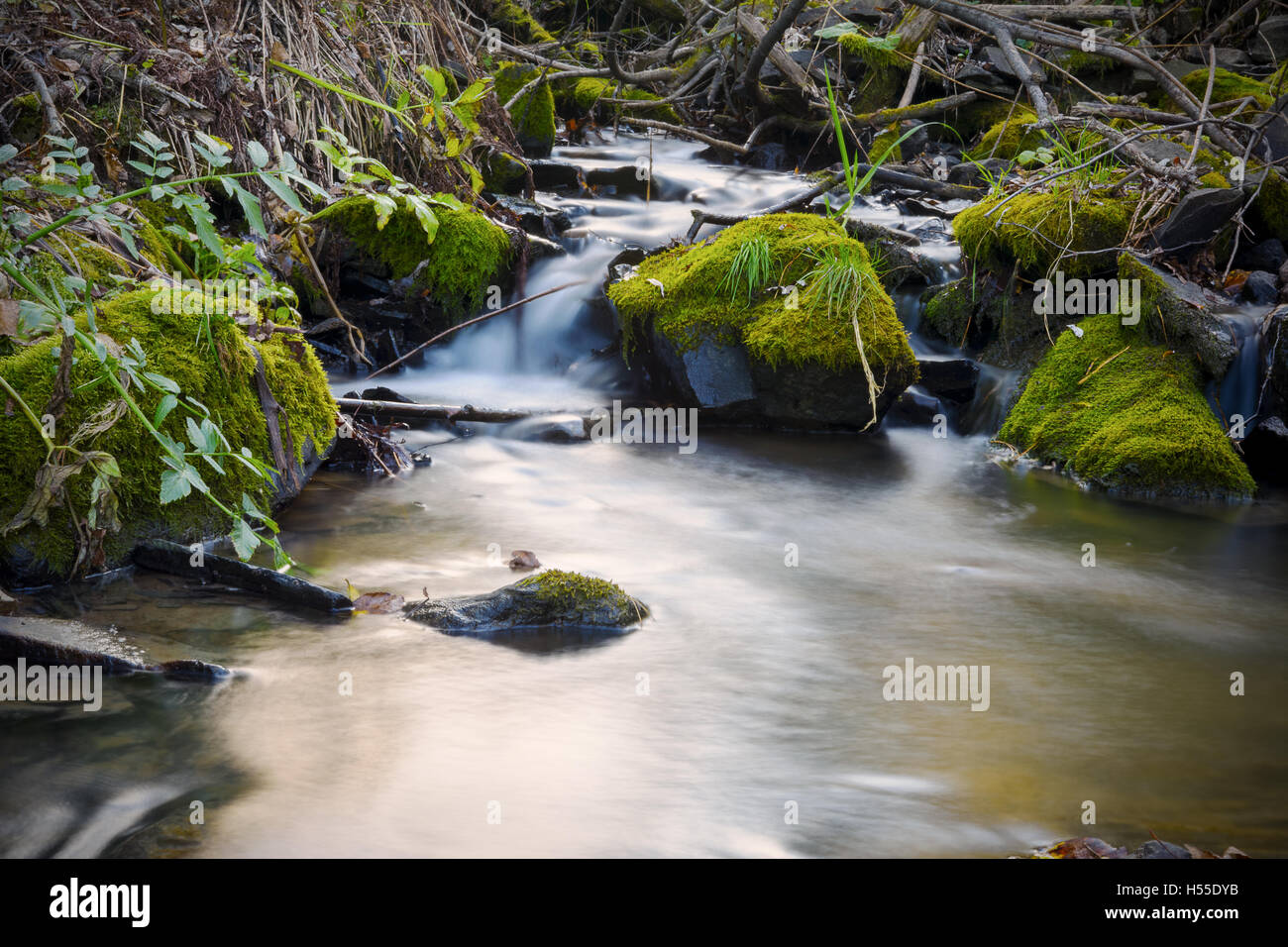 Beautiful landscape with forest creek. The water stream flowing over rocks. Stock Photo