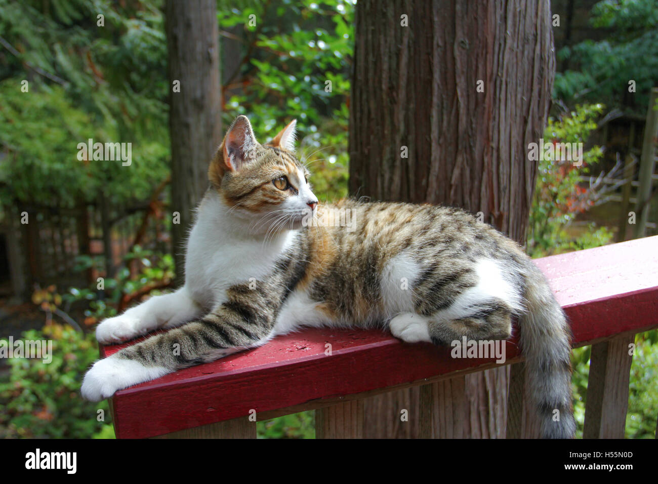 Curious calico cat enjoying outdoor patio Stock Photo - Alamy