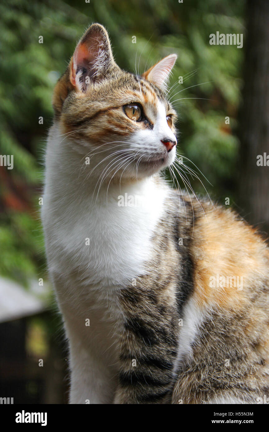 Curious calico cat enjoying outdoor patio Stock Photo - Alamy