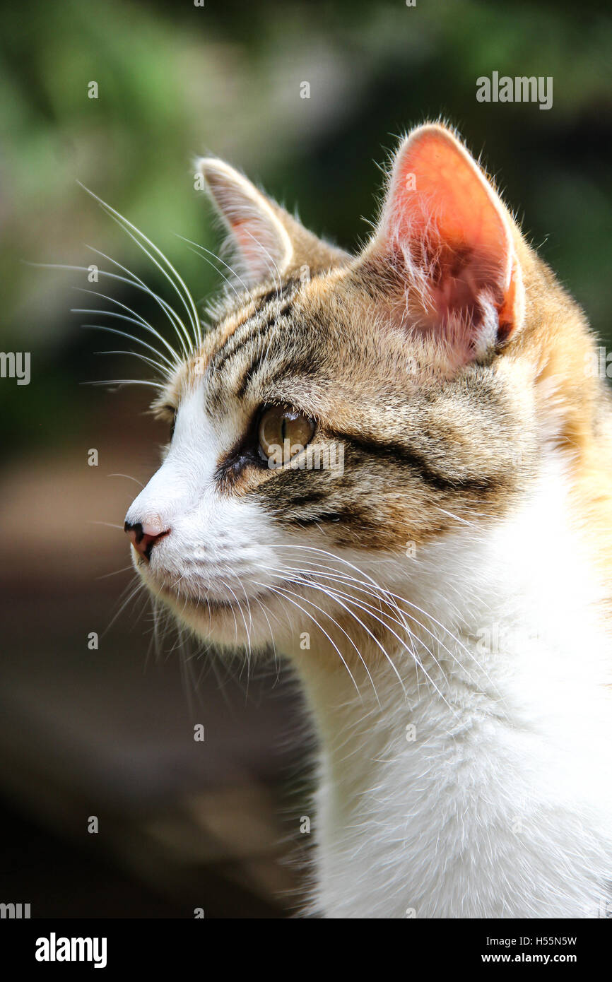Young tabby cat outdoors Stock Photo - Alamy