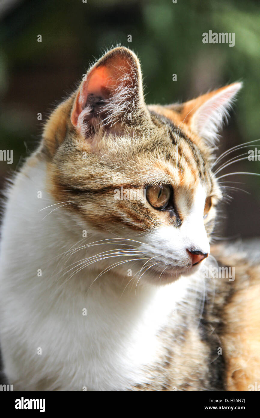 Curious calico cat enjoying outdoor patio Stock Photo - Alamy