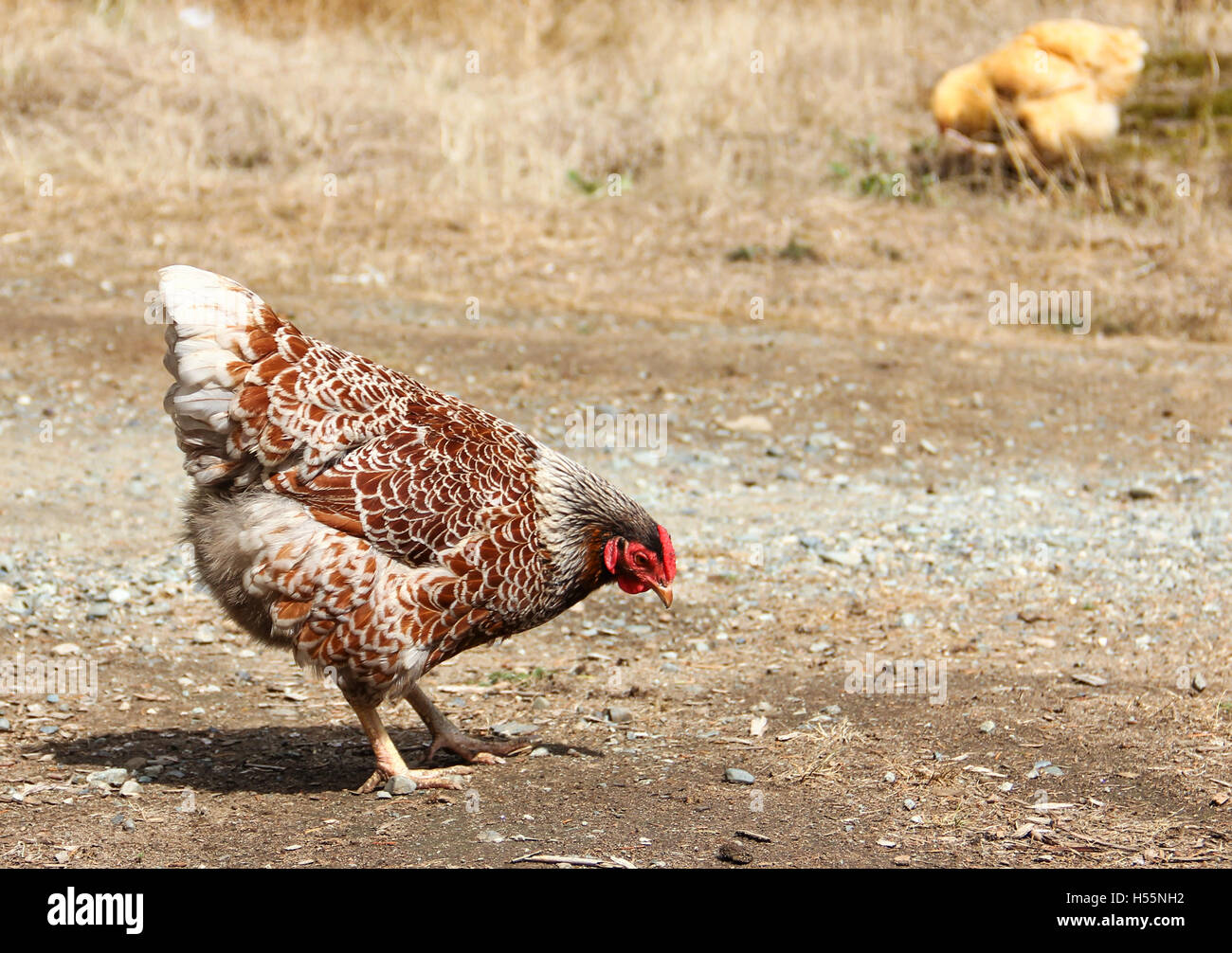 Free range chickens roaming freely around the farmyard Stock Photo Alamy
