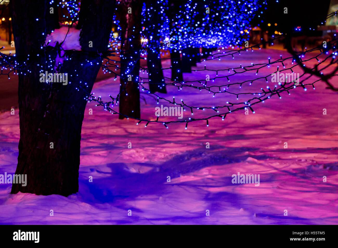 Trees decorated with blue Christmas lights Stock Photo Alamy
