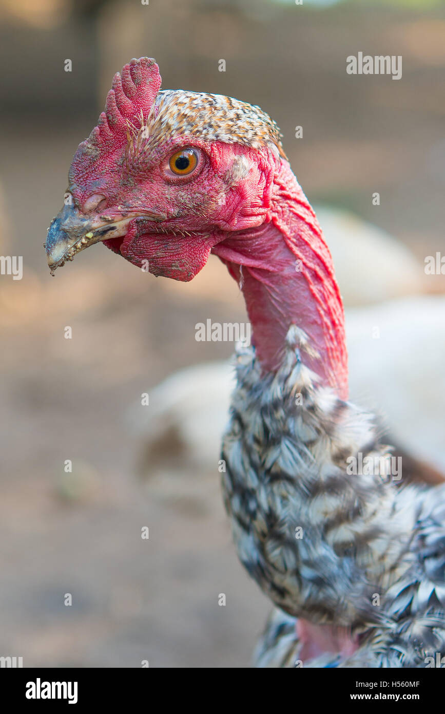 plucked chicken Stock Photo