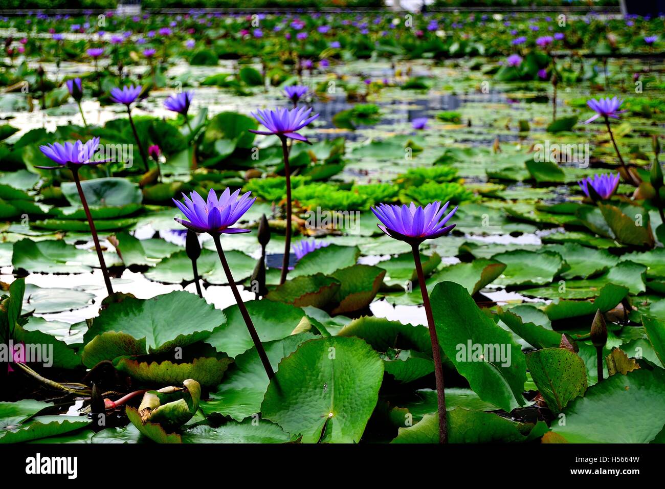 Lotus flowers in pond Stock Photo Alamy