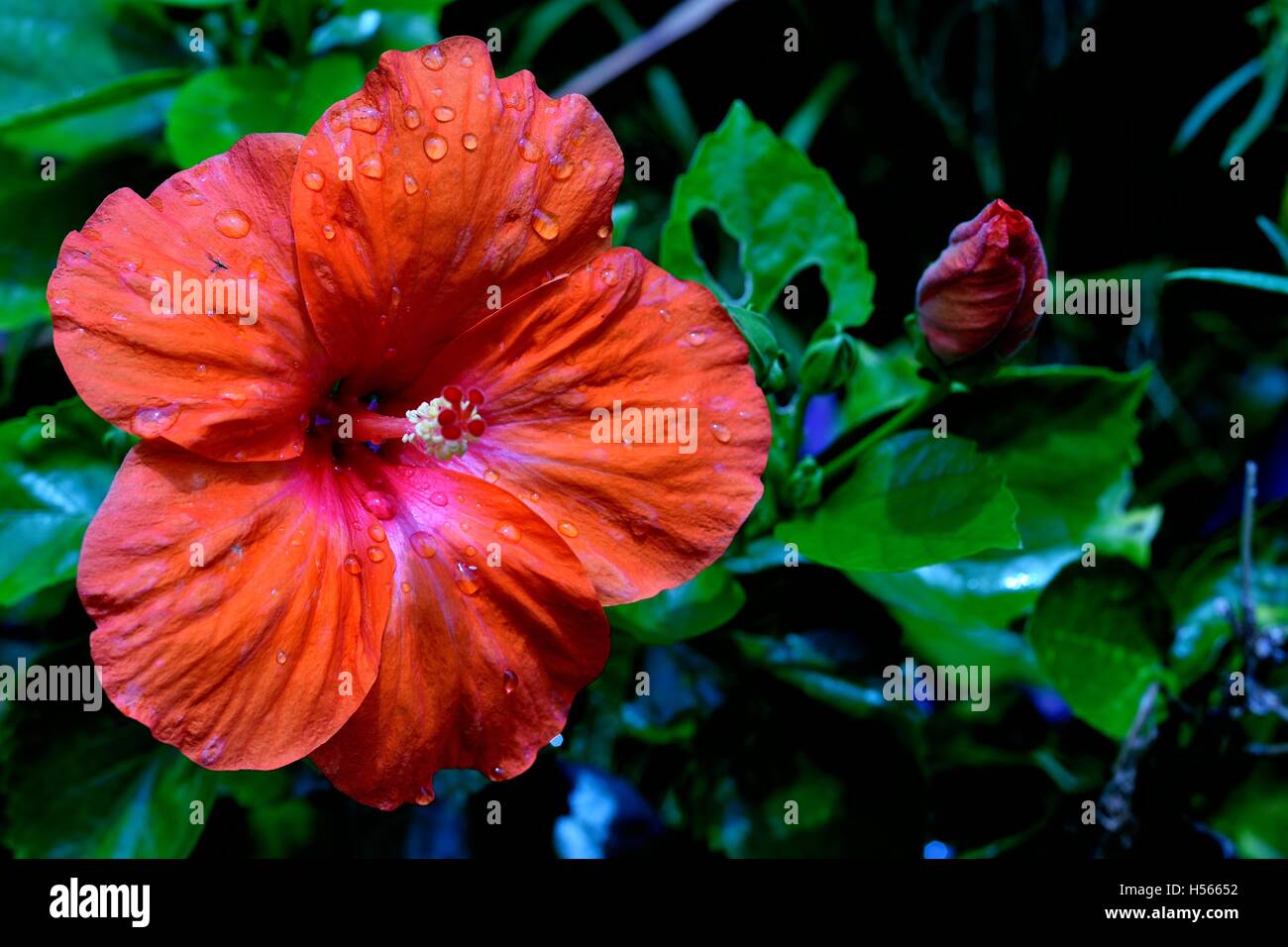 Hibiscus flower petals hi-res stock photography and images - Alamy