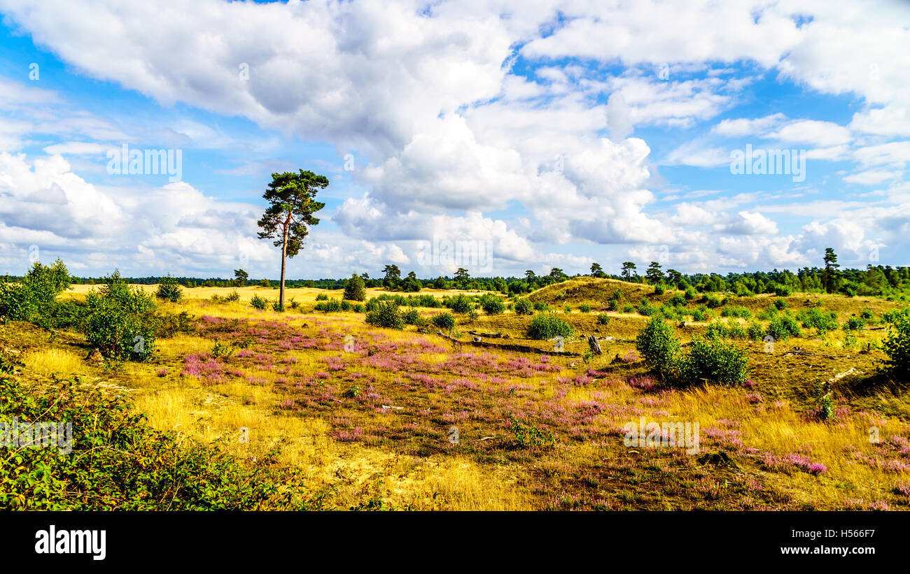 Callunas High Resolution Stock Photography and Images - Alamy