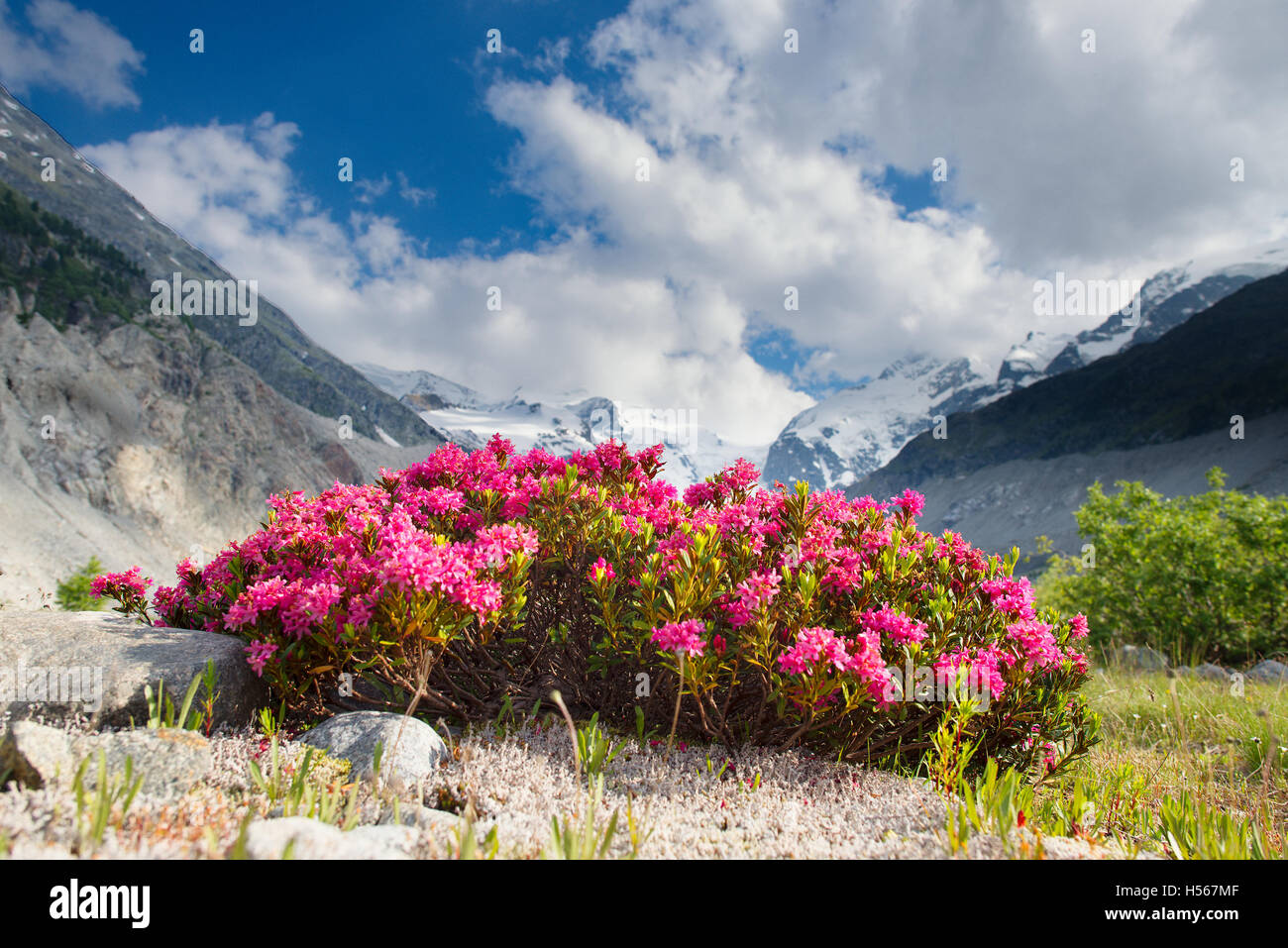 Rhododendrons under mountains of glaciers in the Alps in the summer ...