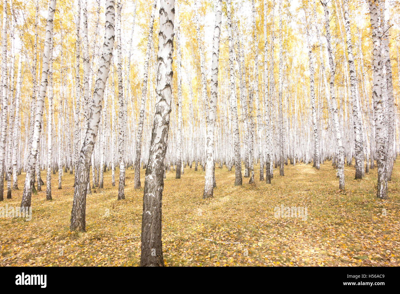 beautiful autumn forest Stock Photo - Alamy