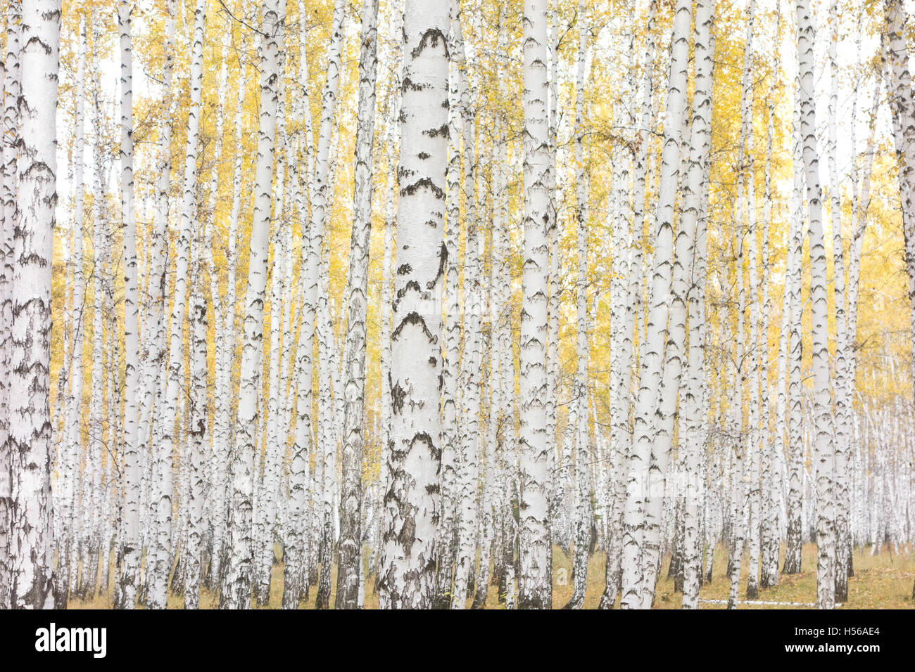 beautiful autumn forest Stock Photo - Alamy