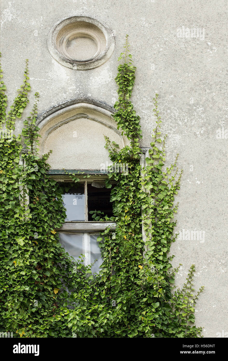 Ivy plant climbing over the window Stock Photo