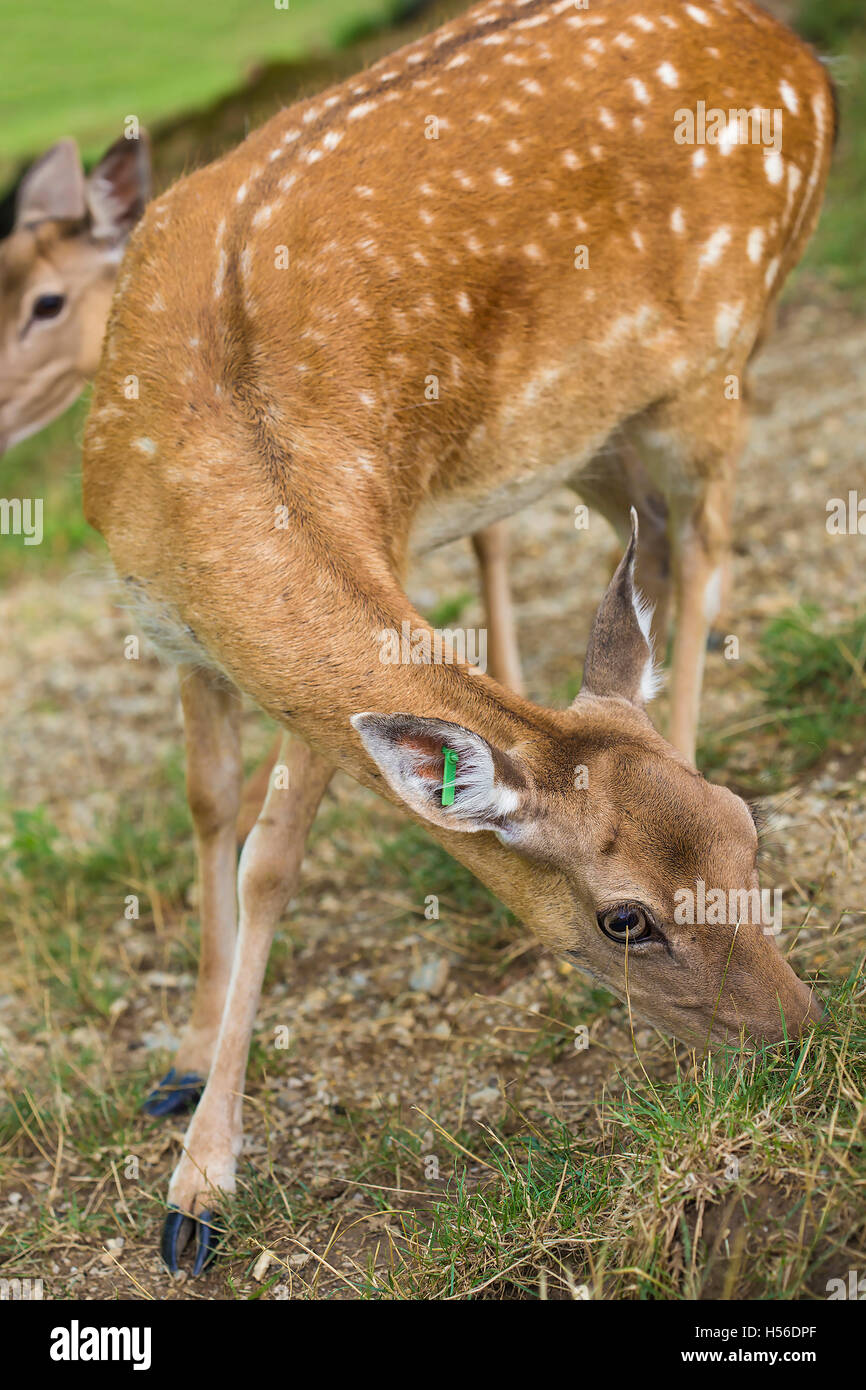 Marked deer hind being cautious. Stock Photo