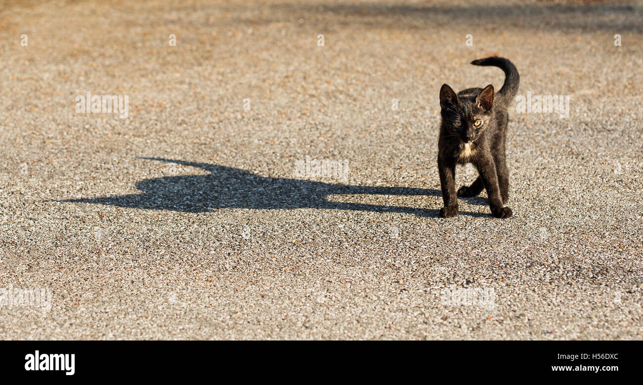 Small cat with a big shadow silhouette by side. Stock Photo