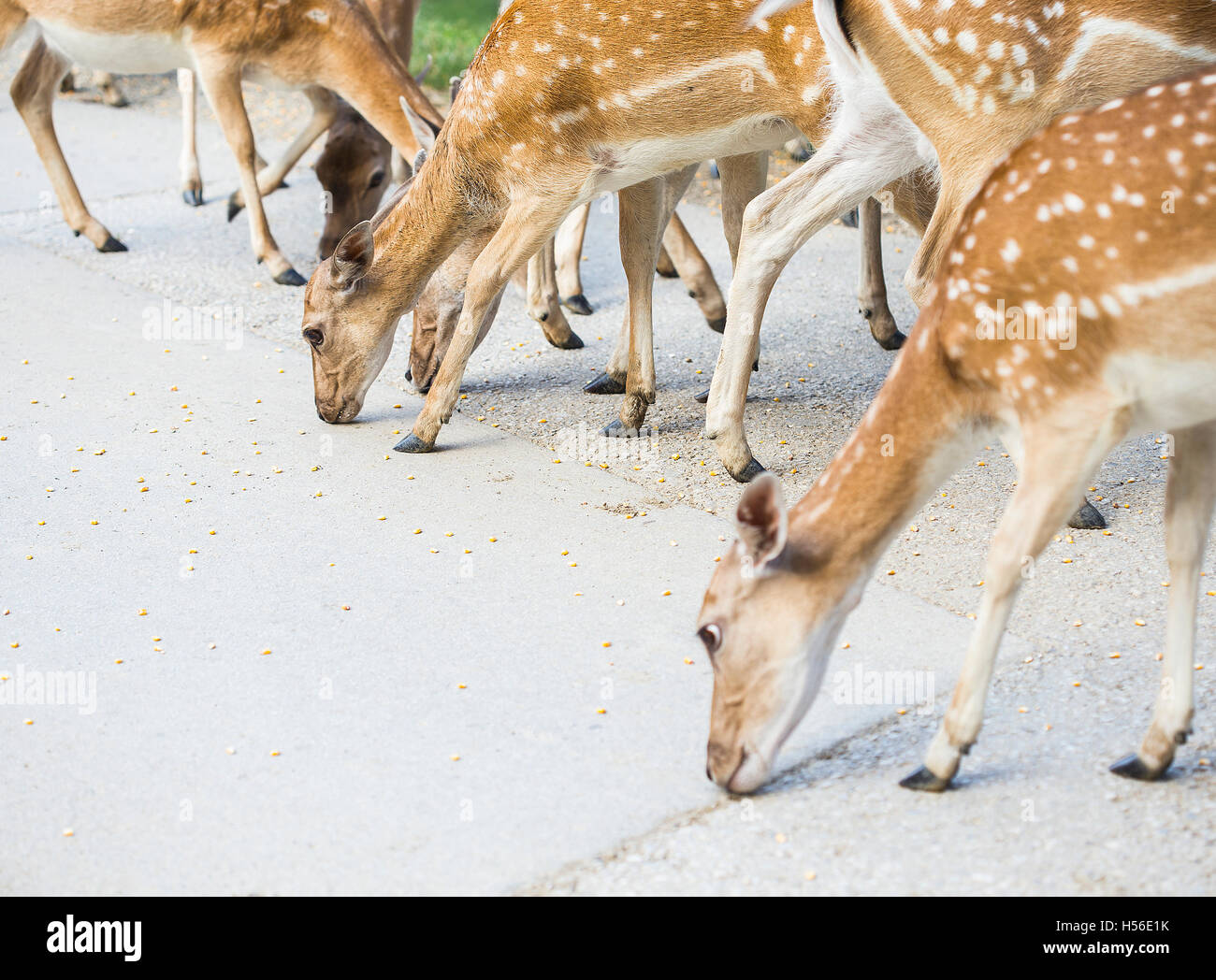 Female deer eating corn hires stock photography and images Alamy