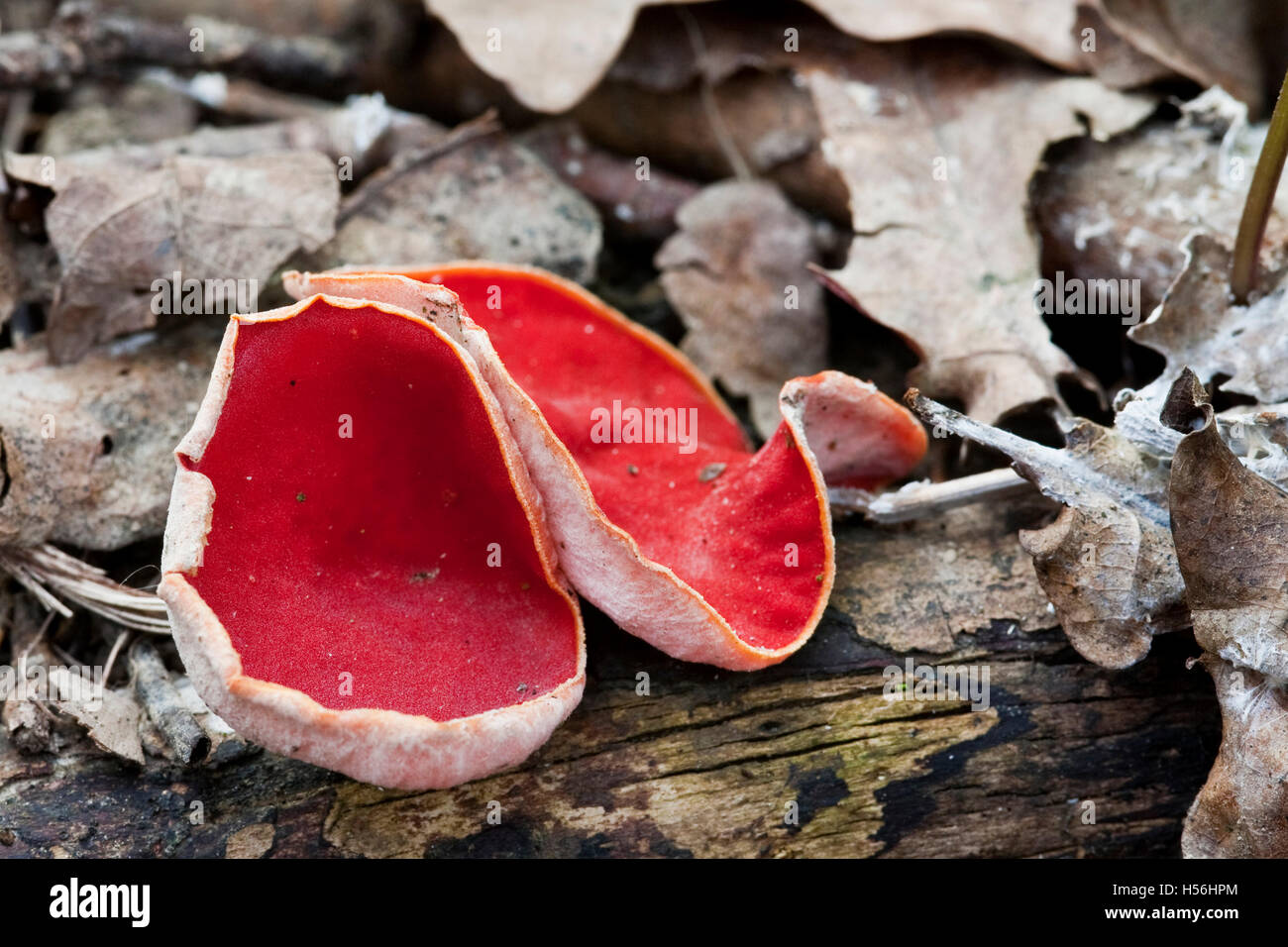 Scarlet cup fungus (Sarcoscypha coccinea) Stock Photo