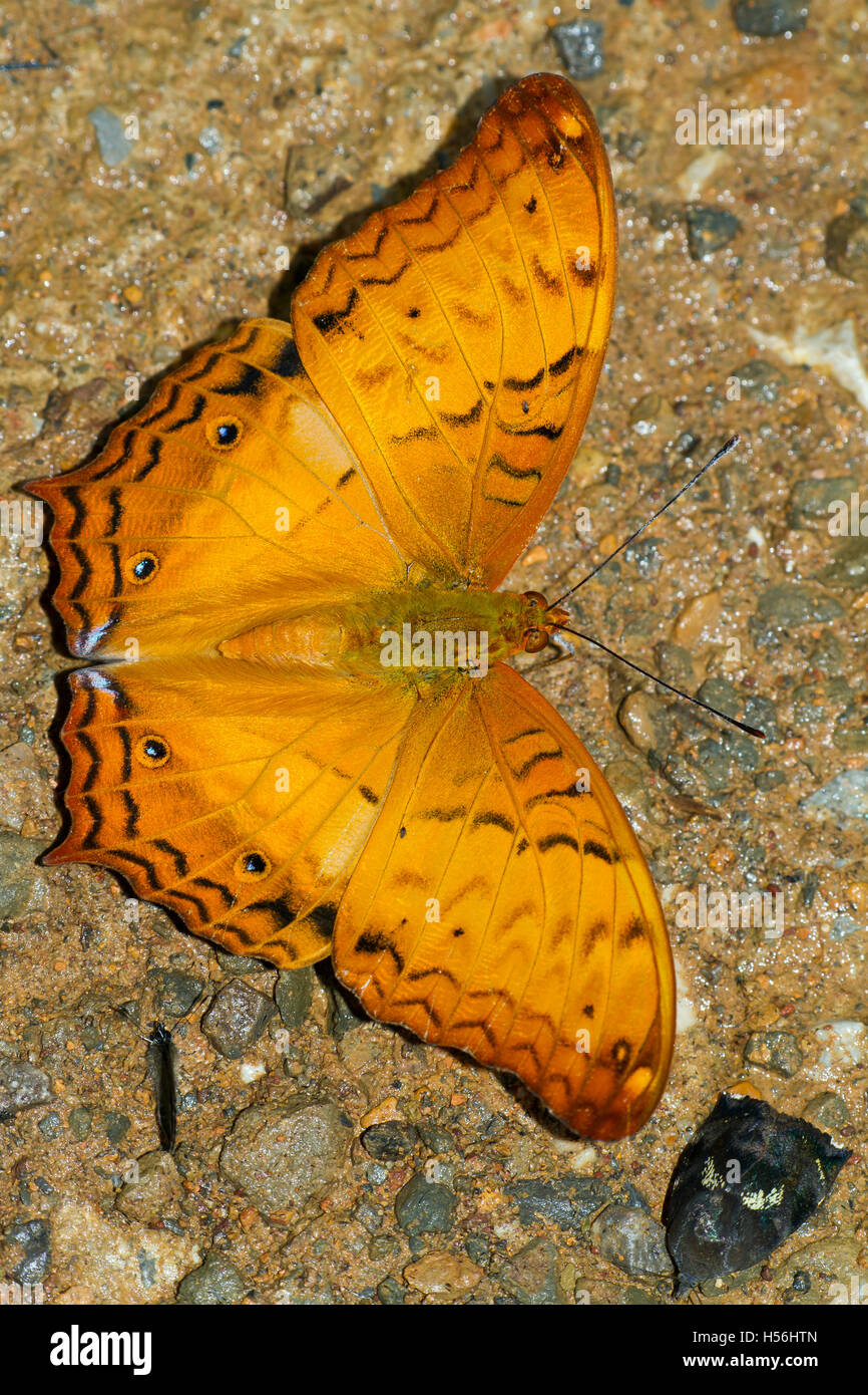 Common yeoman butterfly hires stock photography and images Alamy