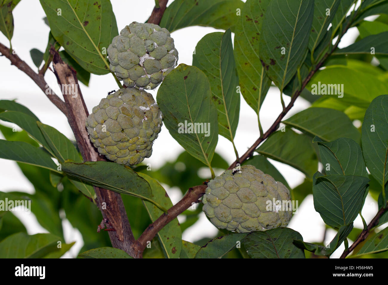 Wild-sweetsop (Annona reticulata), fruit on the tree, Thailand Stock Photo