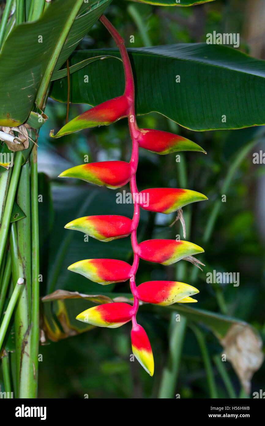 Hanging Lobster-claw (Heliconia rostrata), Samut Sakhon, Thailand Stock Photo