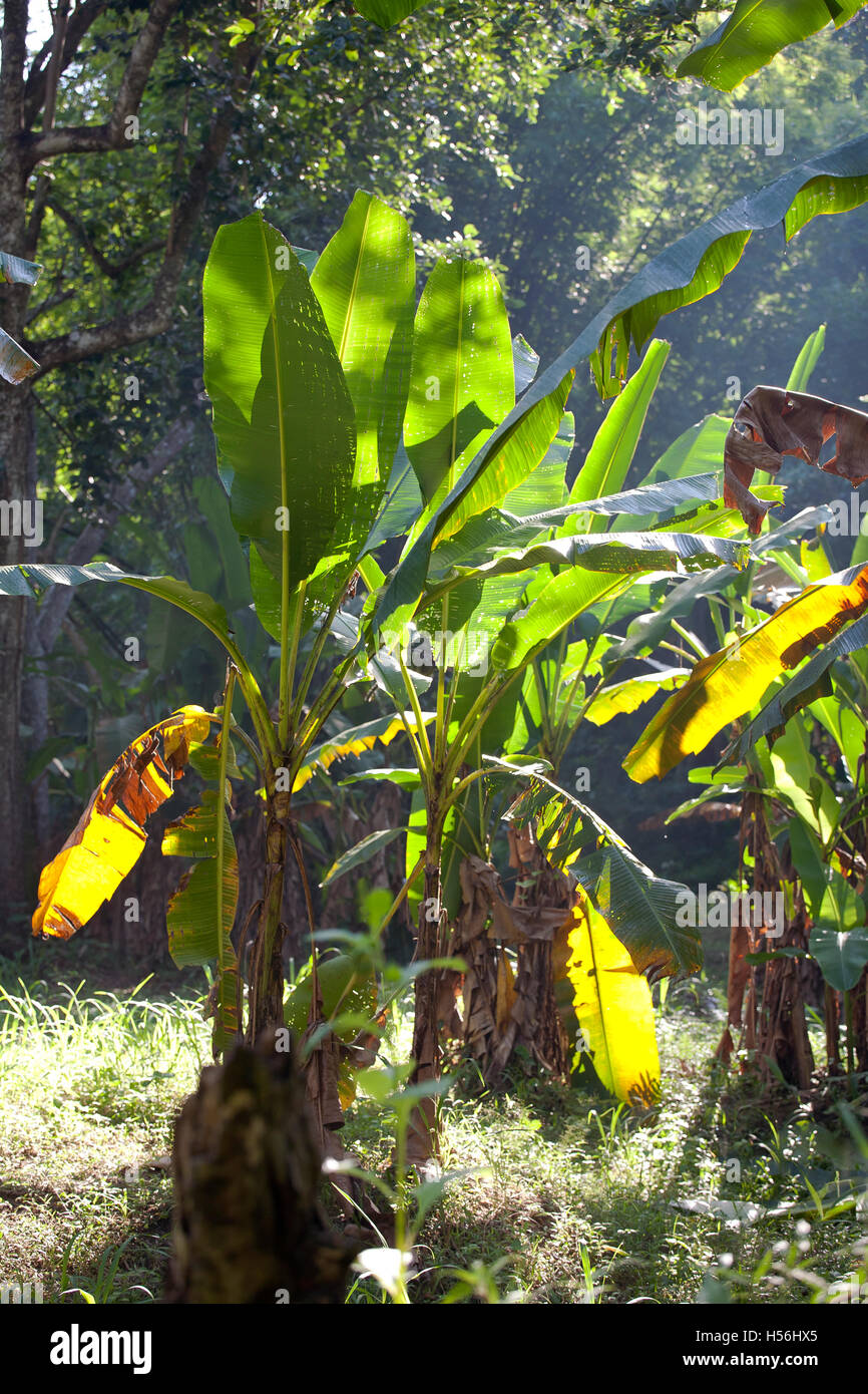 Wild banana (Musa sp.) in the jungle, Mae Wong National Park, Thailand Stock Photo