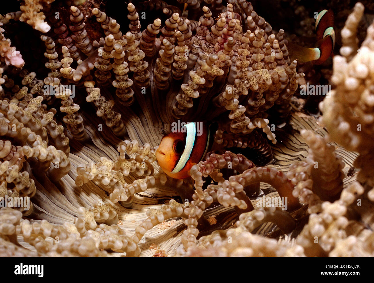 Clarks anemonefish (Amphiprion clarkii, Heteractis aurora), Bali, Indian Ocean, Indonesia Stock Photo