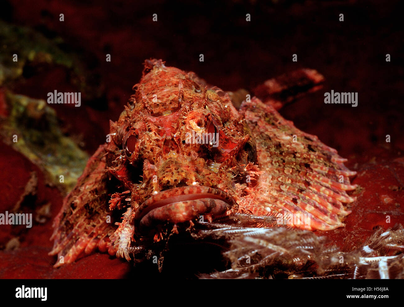 Tassled Scorpionfish (Scorpaenopsis oxycephalus), Bali, Indian Ocean, Indonesia Stock Photo