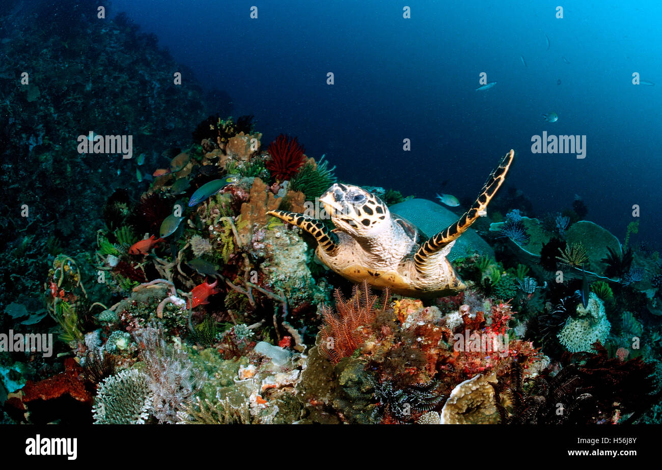 Hawksbill turtle (Eretmochelys imbricata), coral reef, Komodo, Indo-Pacific, Indonesia Stock Photo