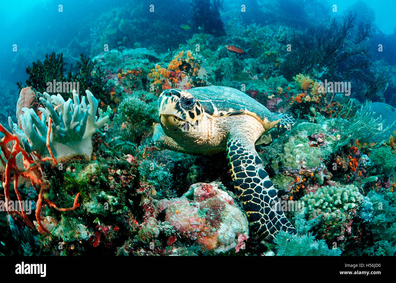 Hawksbill turtle (Eretmochelys imbricata), Waktobi, Celebes Sea, Sulawesi, Indonesia Stock Photo