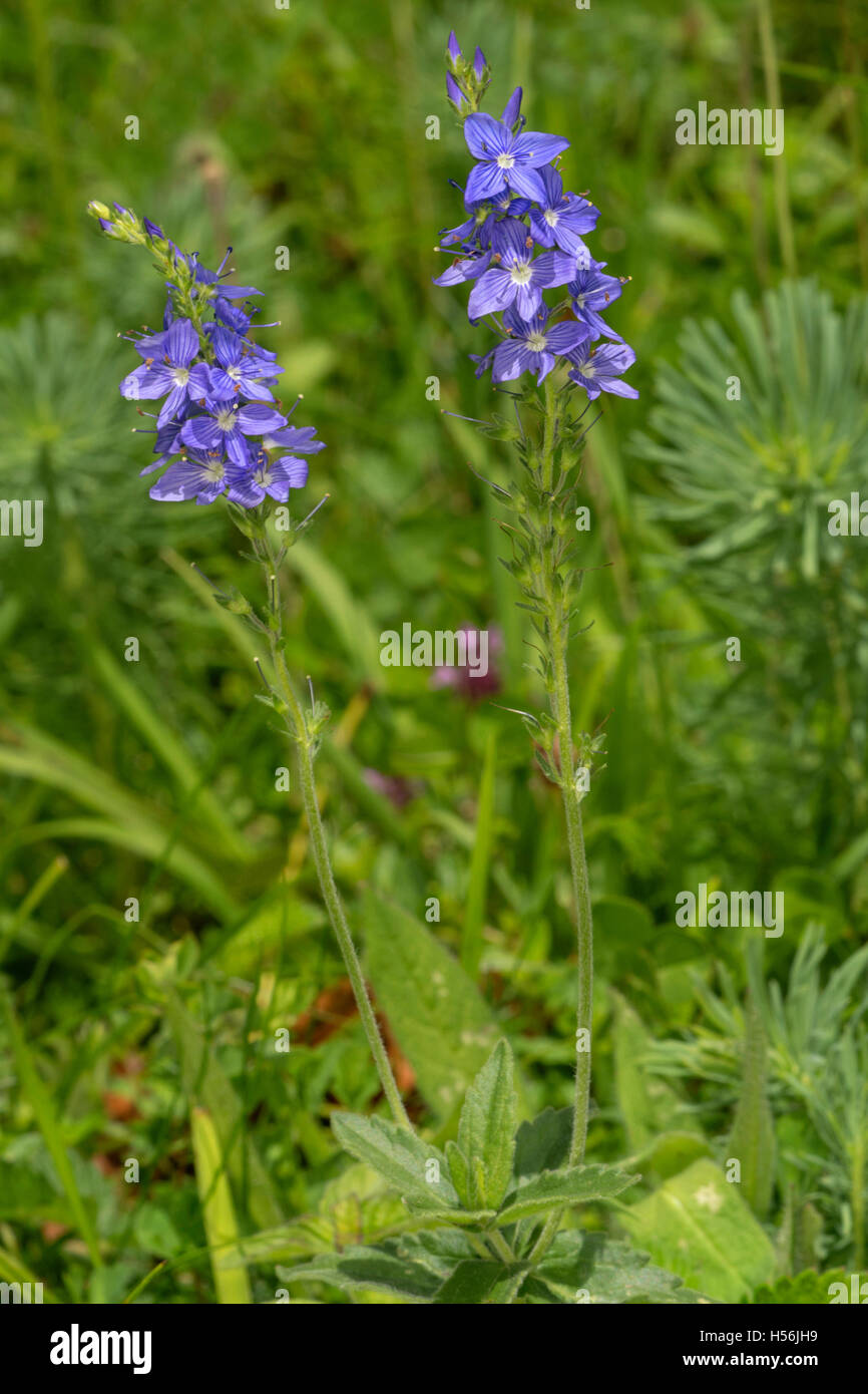 Large Speedwell (Veronica teucrium), Baden-Württemberg, Germany Stock Photo