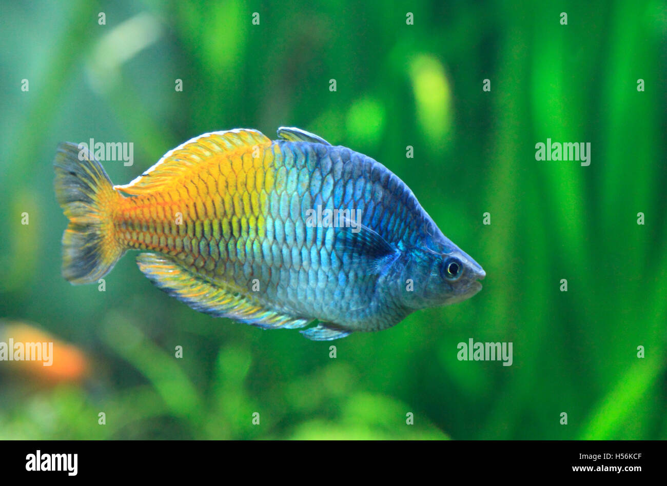 Boeseman's rainbowfish (Melanotaenia boesemani) Stock Photo
