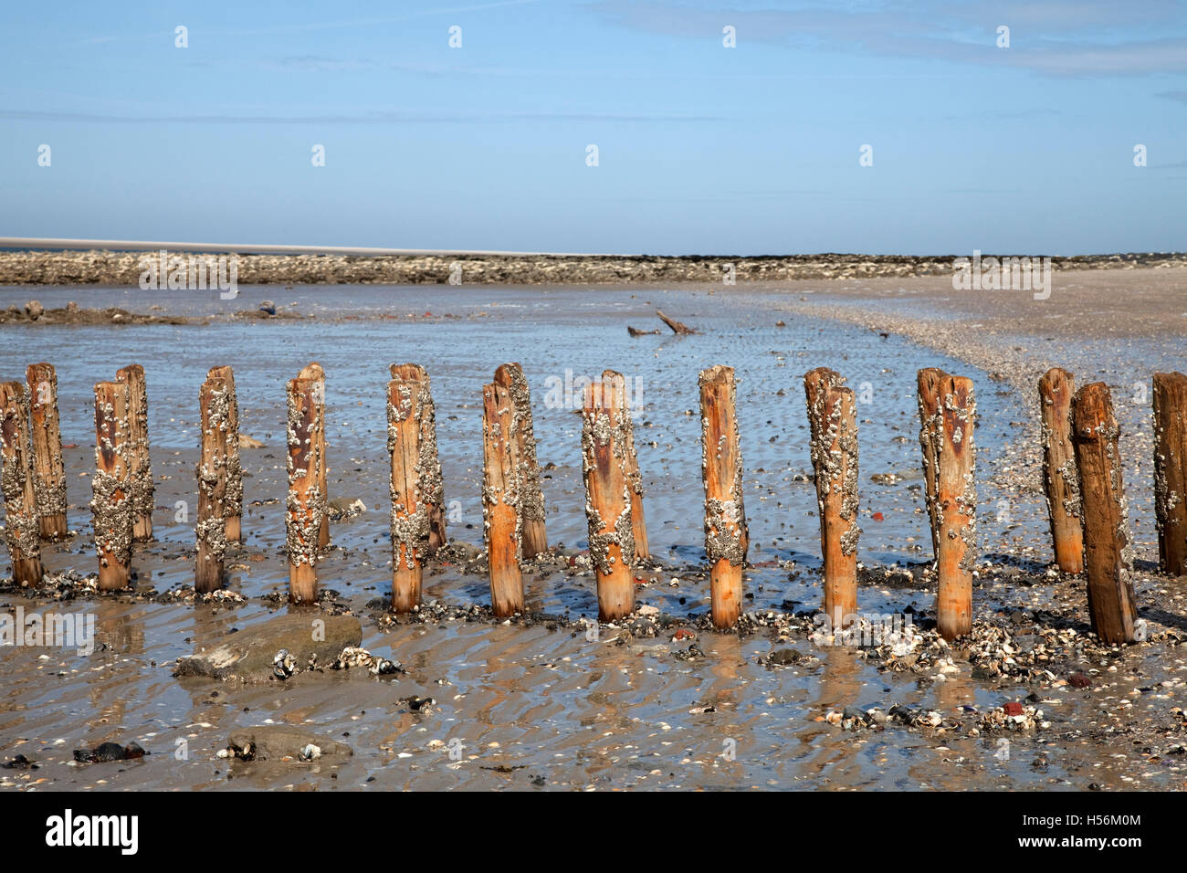 Mussels on wooden groynes, Wadden Sea National Park of Lower Saxony, Spiekeroog Island, East Frisia, Lower Saxony Stock Photo