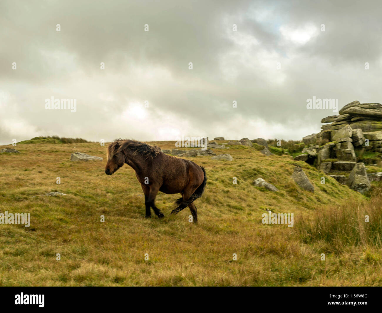 Single Brown Dartmoor Pony appears from a gully near Rundlestone & Merrivale on Dartmoor National Park, Devon Stock Photo