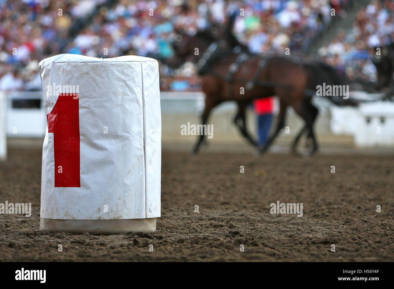 Looking out at the crowd as it stirs from behind Barrel No.1 at the Calgary Stampede Chuck Wagon Races Stock Photo