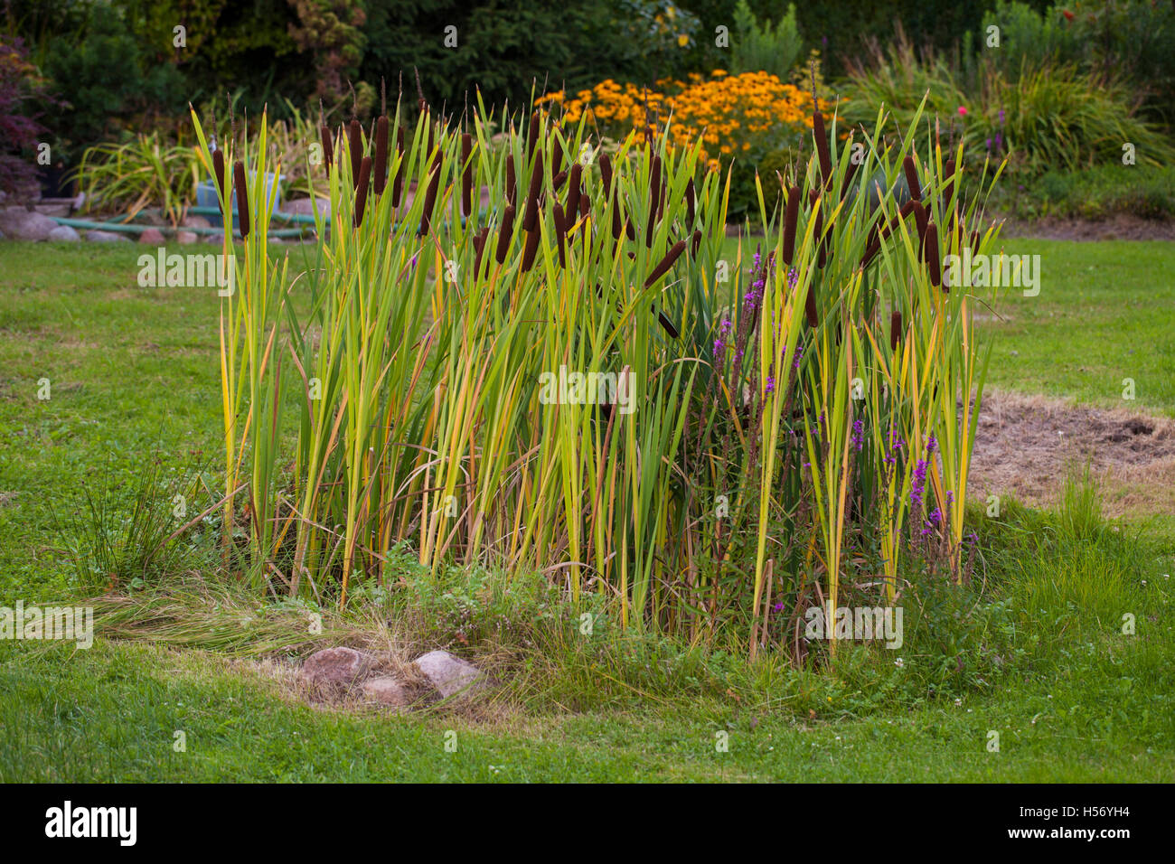 Graceful Cattail Stock Photo