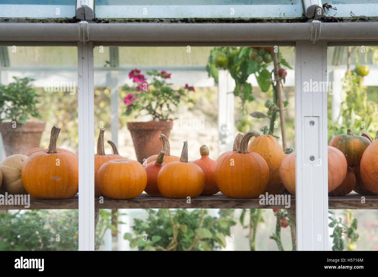Growing pumpkins in greenhouse hires stock photography and images Alamy