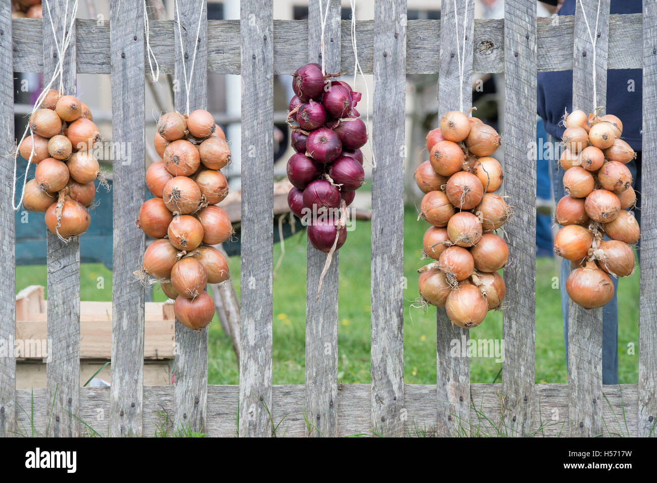Strung up onions on a wooden fence. UK Stock Photo