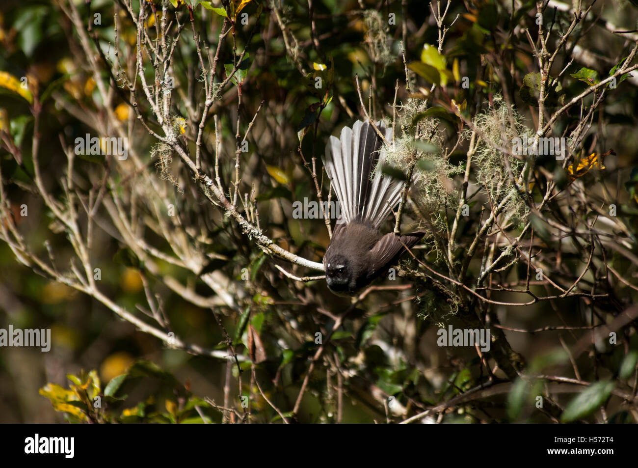 The New Zealand Fantail is a common bird on the South Island of New Zealand. Stock Photo