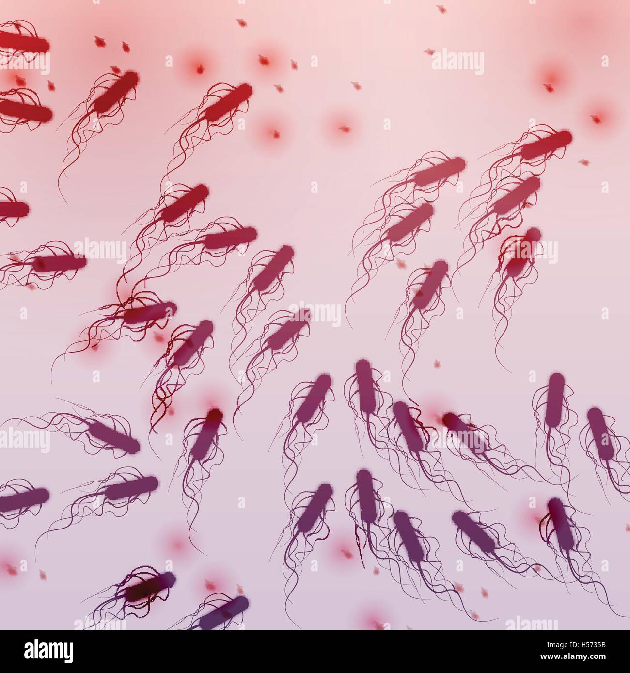 E coli hi-res stock photography and images - Alamy