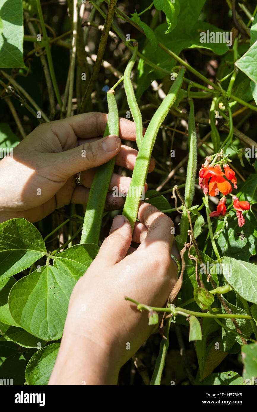Picking runner bean uk hires stock photography and images Alamy