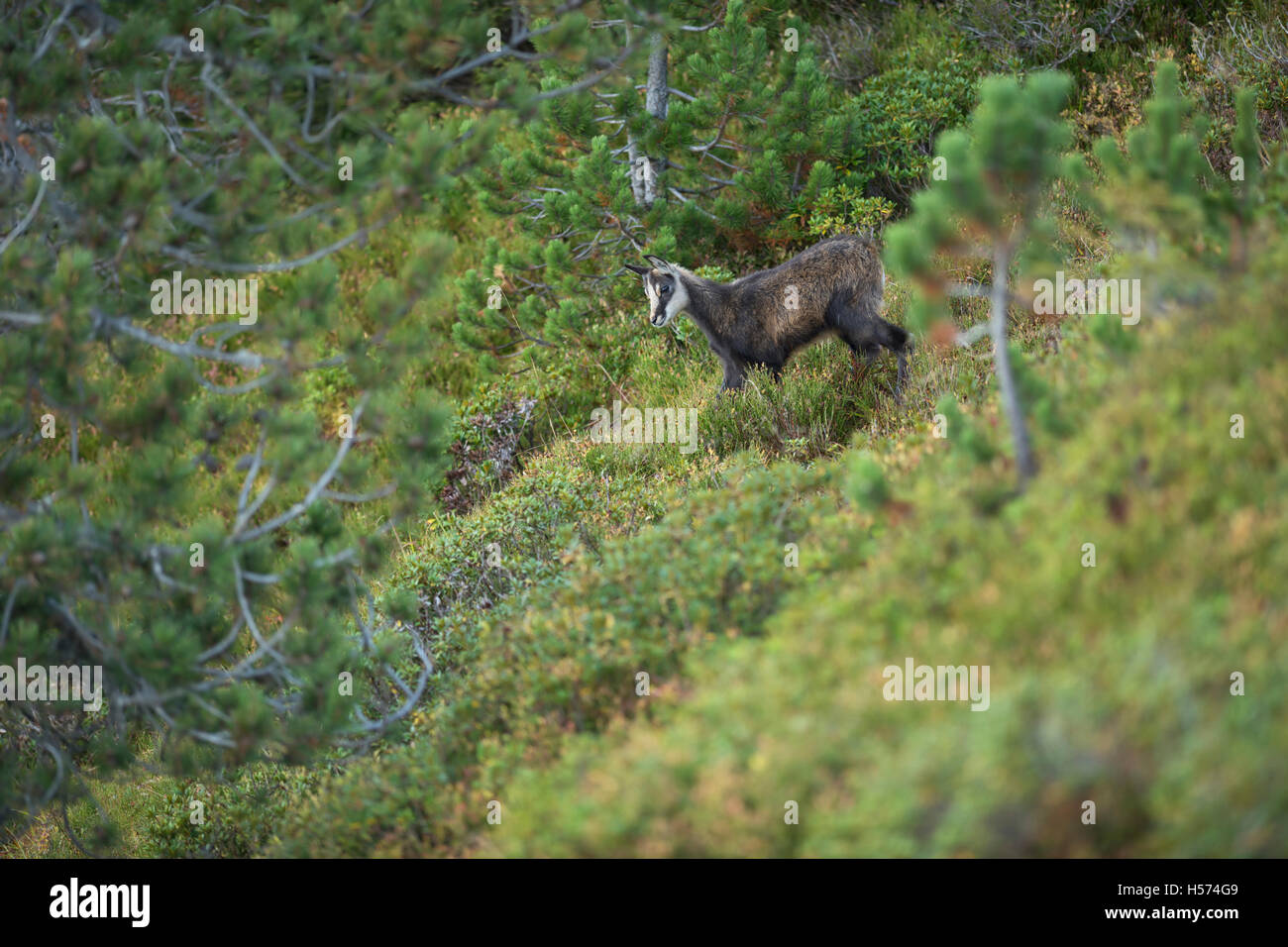 Alpine chamois / Gaemse ( Rupicapra rupicapra ), young fawn, walking downhill, in typical alpine vegetation, Swiss Alps. Stock Photo