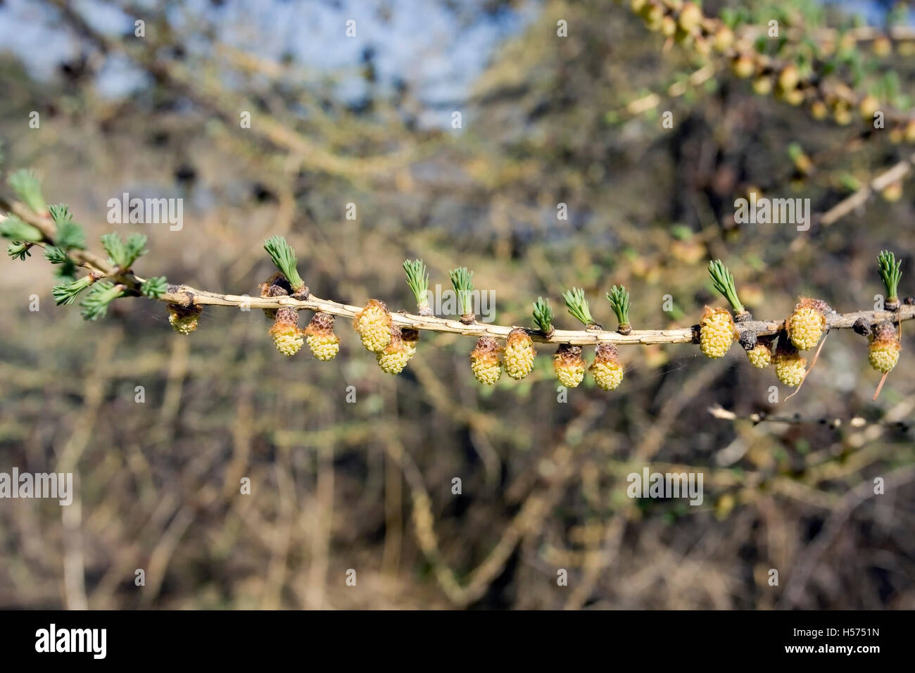 Larix sibirica, Siberian larch branch at spring Stock Photo