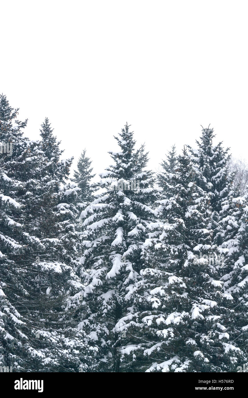 Fir trees after winter snowfall Stock Photo Alamy