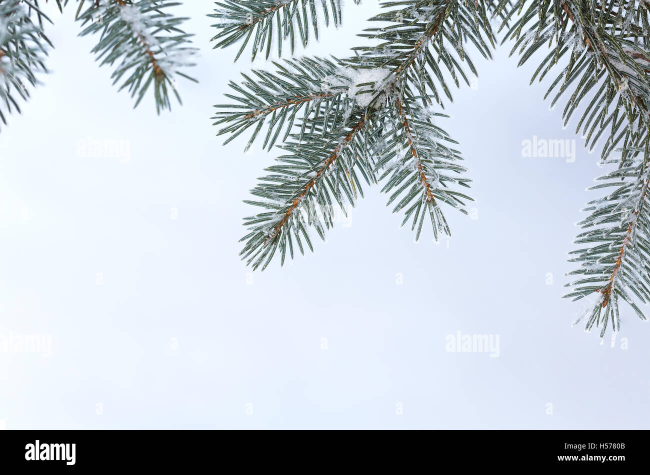 Fir tree branch covered with snow Stock Photo