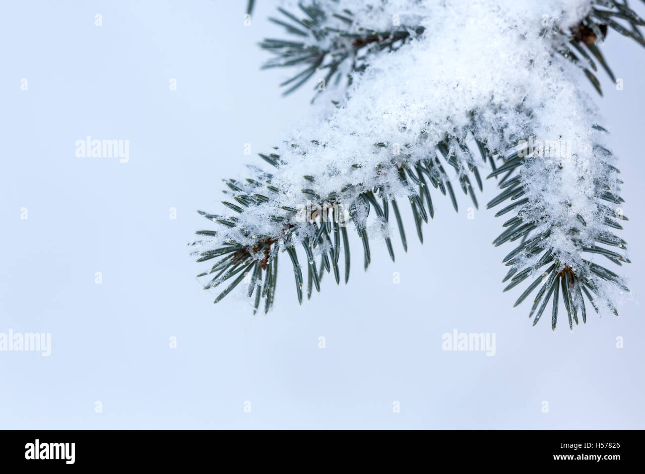 Winter fir tree branches under fluffy snow Stock Photo