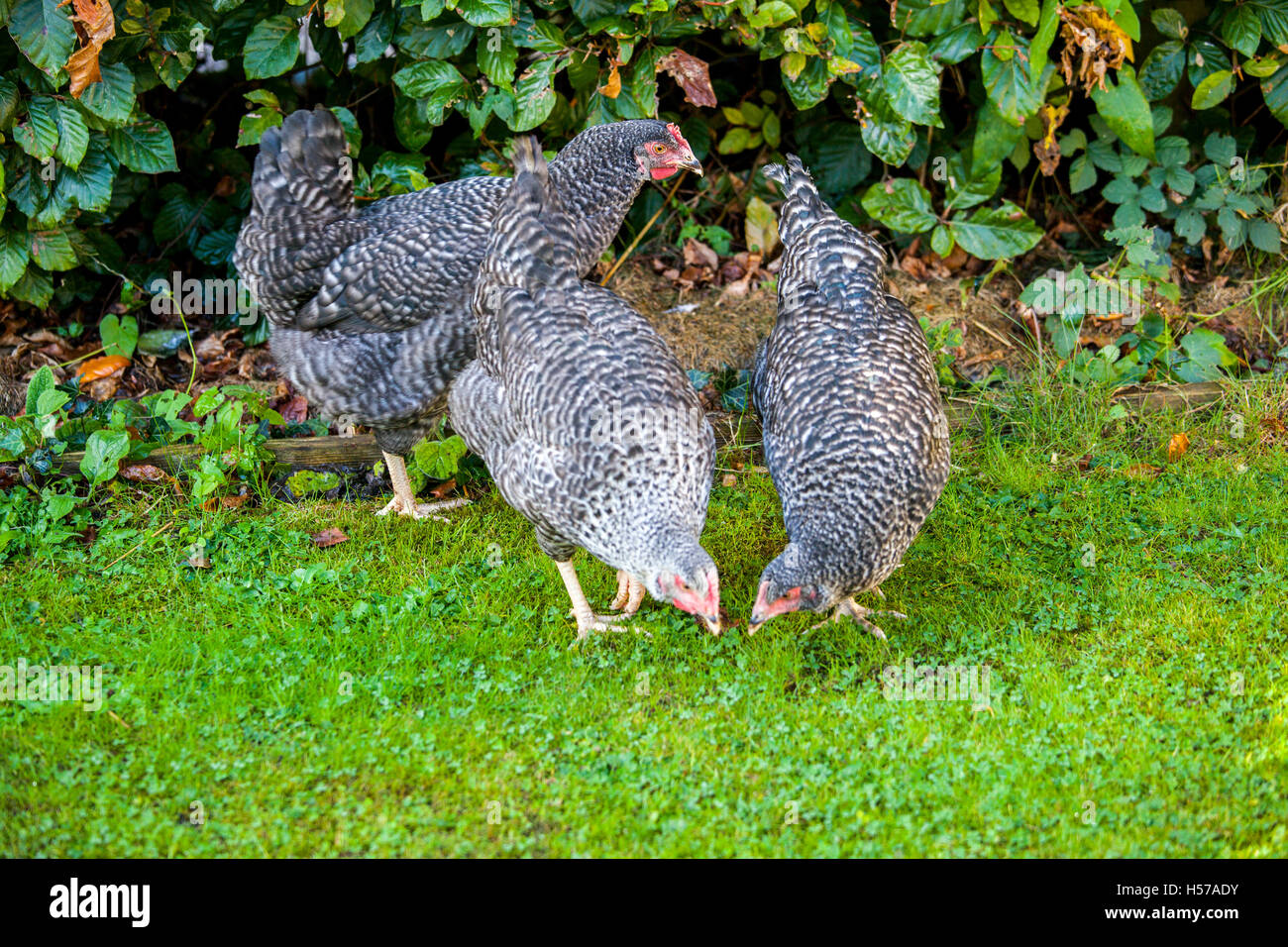 CUCKOO MARANS chicken Stock Photo Alamy