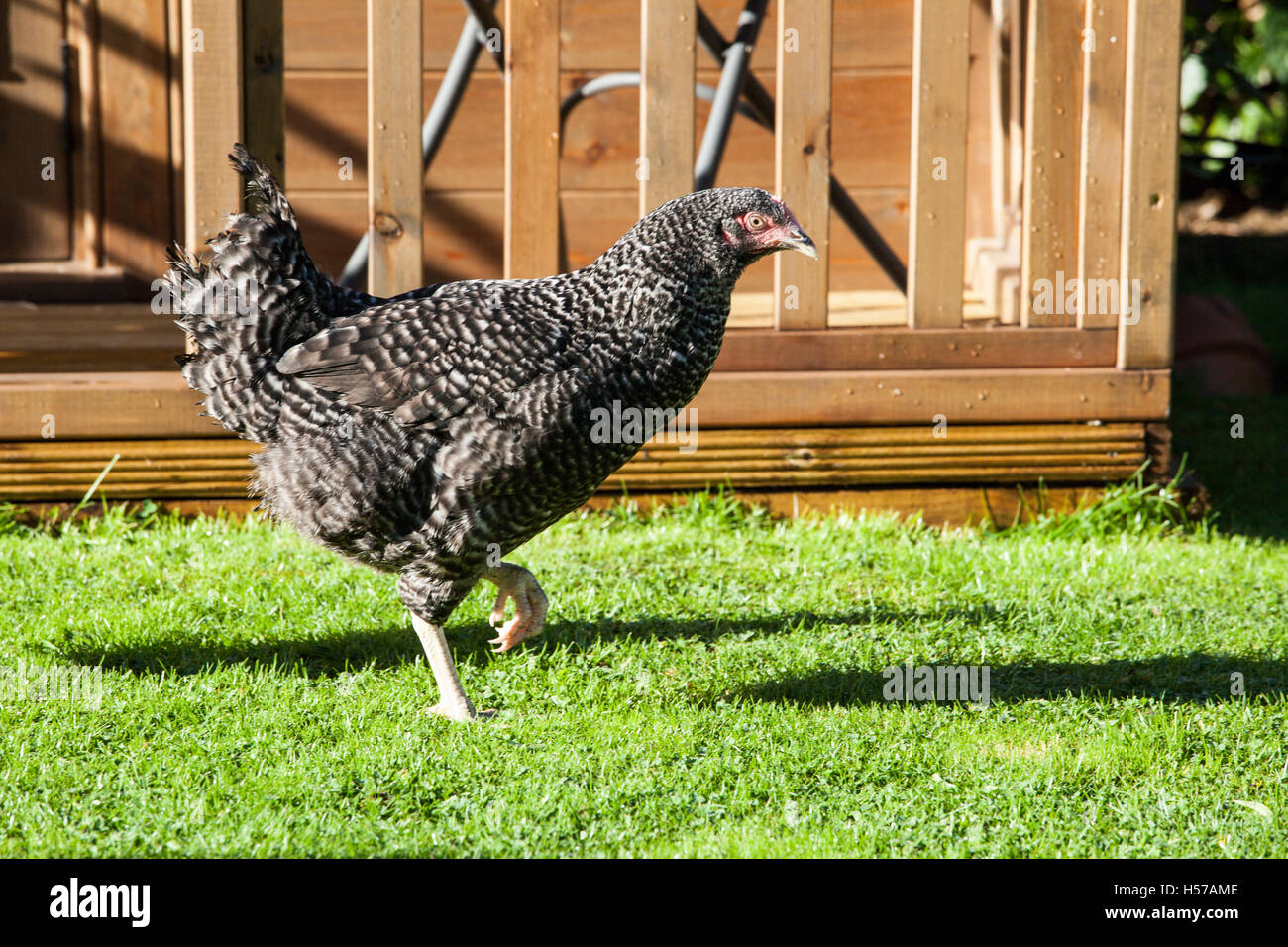 CUCKOO MARANS chicken Stock Photo Alamy