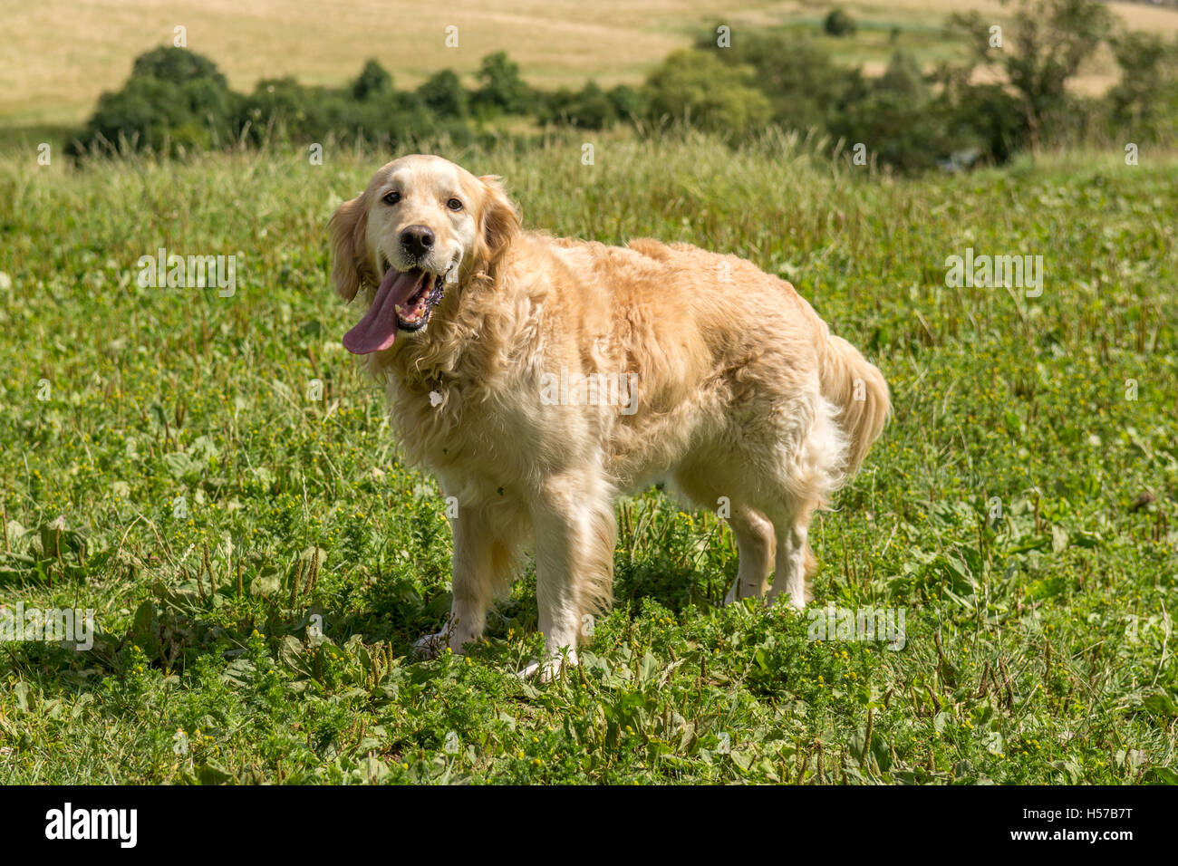 Happy cheerful golden retriever hi-res stock photography and images - Alamy