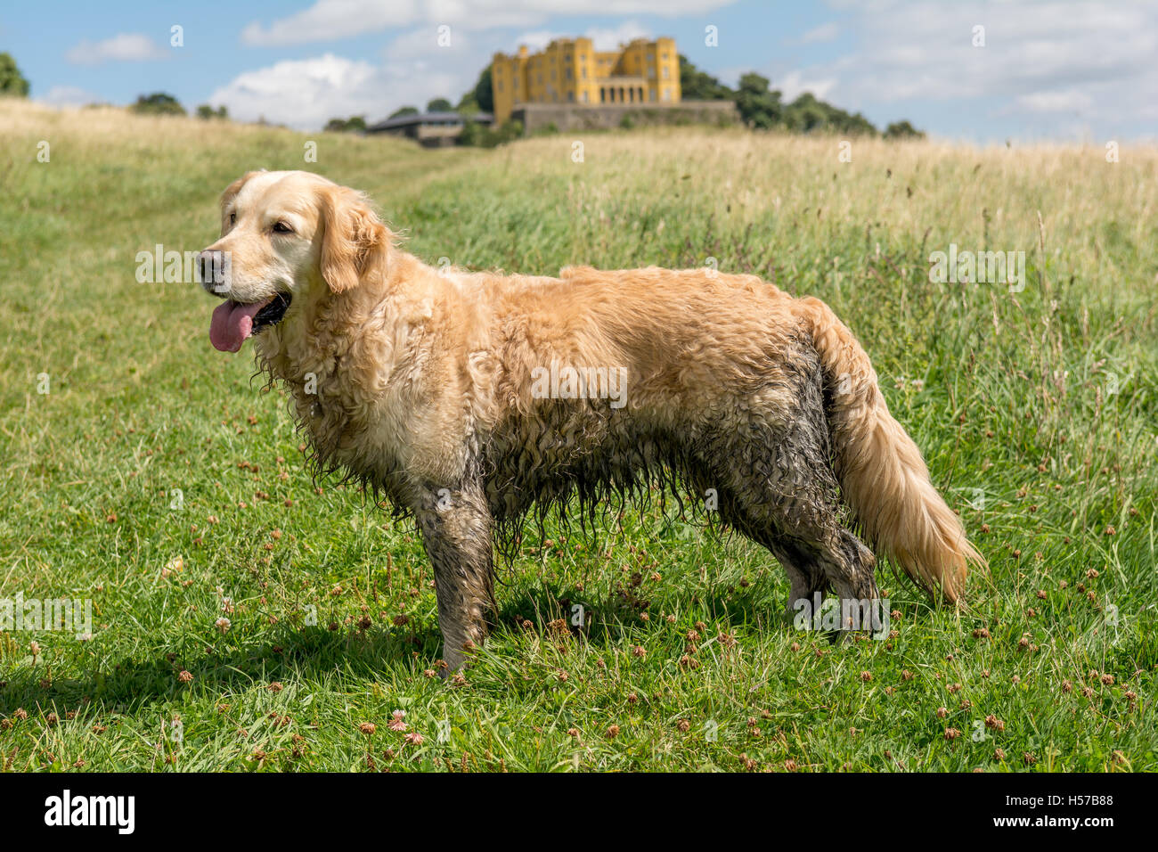 Golden retriever in the park hi-res stock photography and images - Alamy
